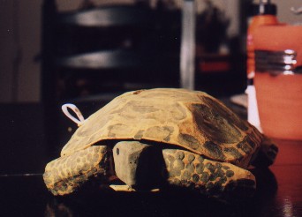 Container for songs shaped like a tortoise